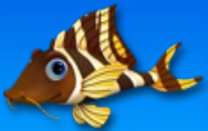 Datei:Fishdom 2 ZebraPleco.jpg